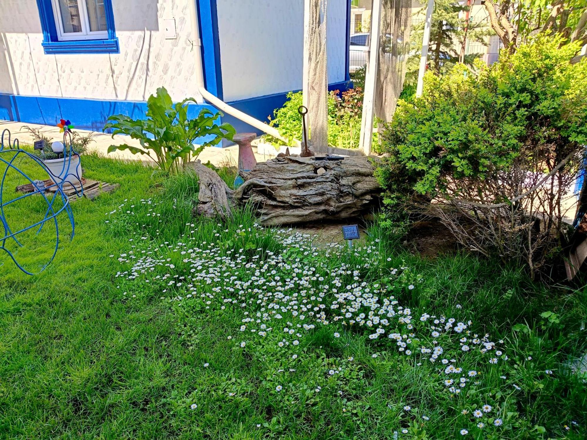 Casa Babica Guesthouse Costinești Εξωτερικό φωτογραφία